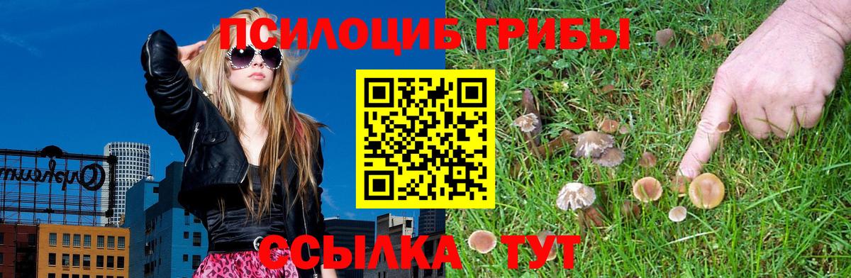 Псилоцибиновые грибы Psilocybe Бугульма